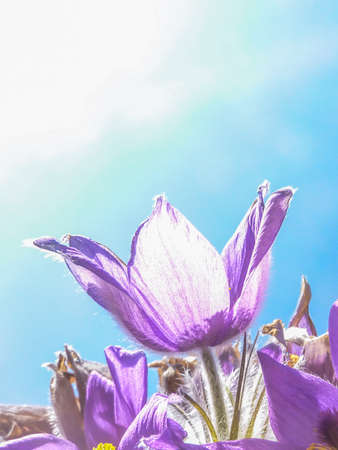 bright purple spring flowers against blue skyの写真素材