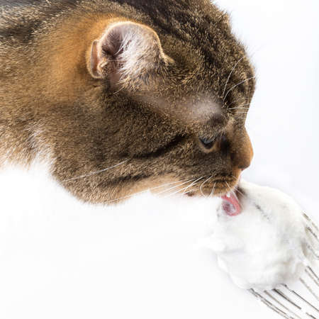 cat licking at a swirlの写真素材