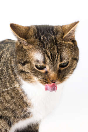 cat licking his own moth looking badの写真素材