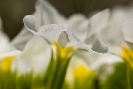 background white primrose in  a unusual view from groundの写真素材