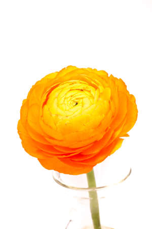 single yellow blossom before white background in a vase