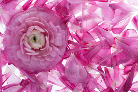 creative background with noble pink blossomの写真素材