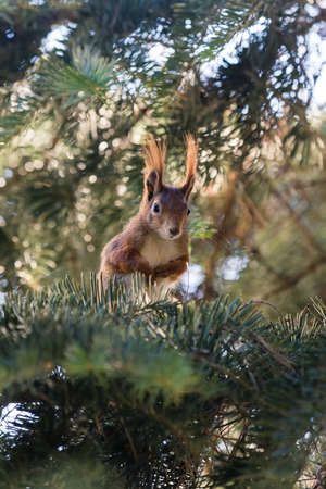 squirrel sitting in the branches of a tree