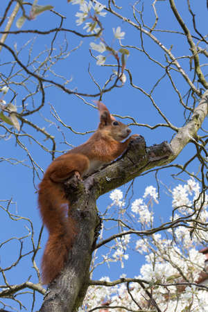 squirrel sitting in the branches of a treeの写真素材