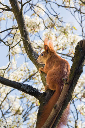 squirrel sitting in the branches of a treeの写真素材
