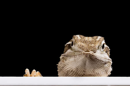bearded dragon looking in the picture out of a black backgroundの写真素材