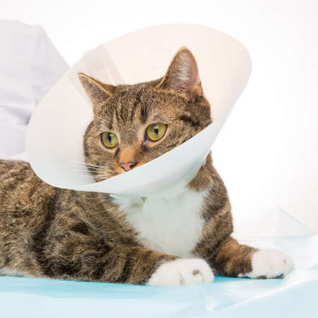 wounded cat at the veterinarianの写真素材