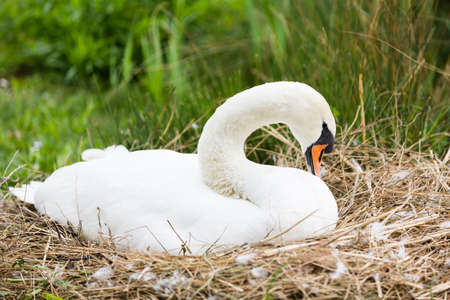 swan lying in his lair for breedingの写真素材