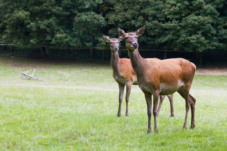 two deers standing at a field looking to the cameraの写真素材