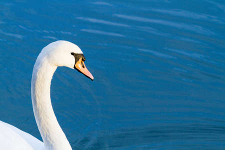 head of a swan looking in the pictureの写真素材