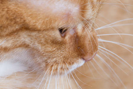 profile of a red tiger cat as closeupの写真素材