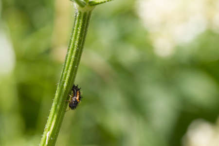 a larva of a ladybug sitting on a grass stemの写真素材