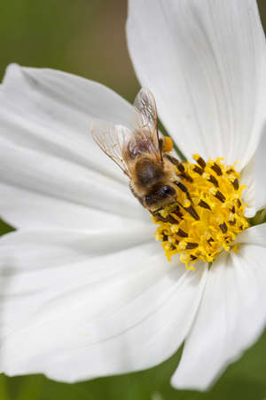 bee is sitting on a white flowerの写真素材