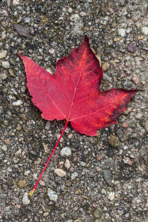 single leaf lying on the grey streetの写真素材