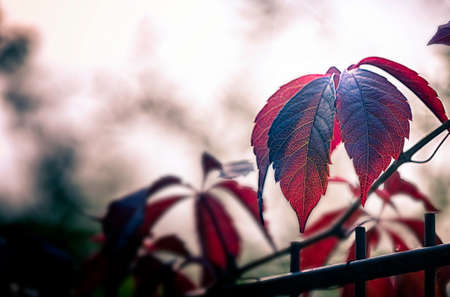 beautiful autumn view with reddish leavesの写真素材