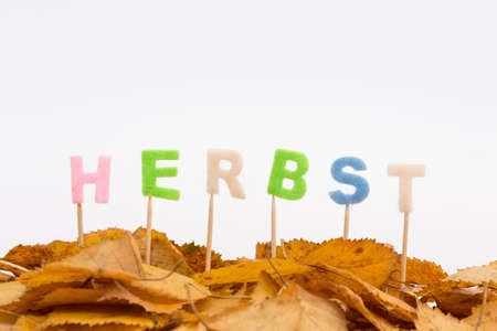 Birch leaves from the autumn protrudes the German word in 
horizontal formatの写真素材