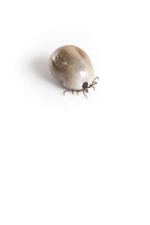 soaked big tick against a white backgroundの写真素材