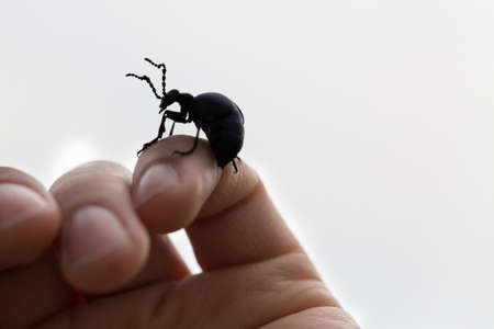 big beetle climbing of the hand of a personの写真素材