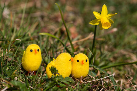 little artificial chick outdoors in various poseの写真素材