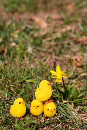 little artificial chick outdoors in various poseの写真素材