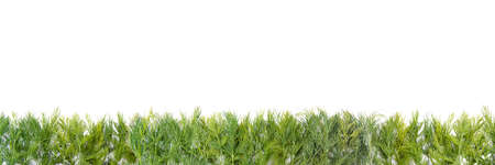 background green dill line