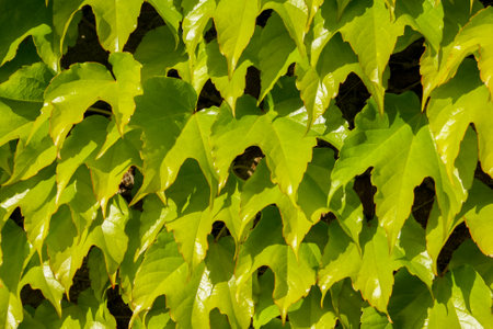 freshly green ivy-covered area