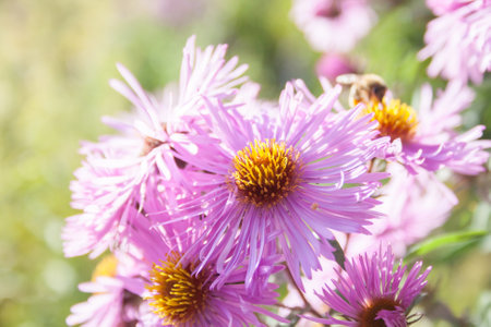 pink blossoms of aster flowers