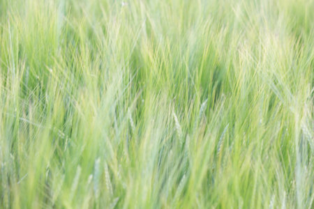 Green wheat field in the morning, shallow depth of field, soft focus
