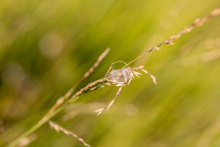 Macro of a spider on a blade of grass in the fieldの写真素材