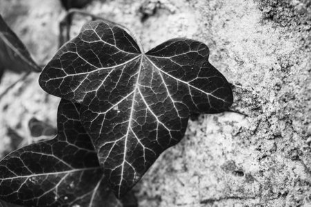Black and white photo of heart shaped leaves on a stone wall.の写真素材