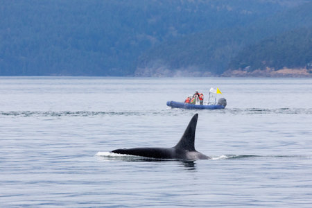 Whale watching in the Pacific Ocean, Vancouver Island, British Columbia, Canadaの写真素材
