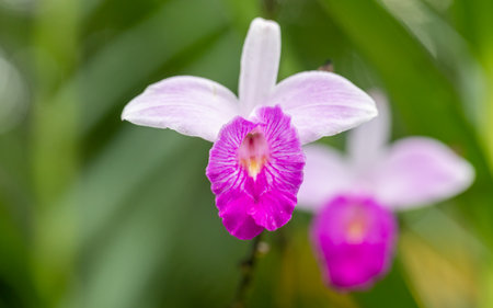 Beautiful purple orchid flower blooming in the garden, stock photoの写真素材