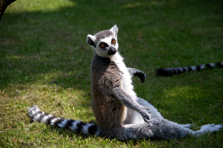 a katta looking right in the camera