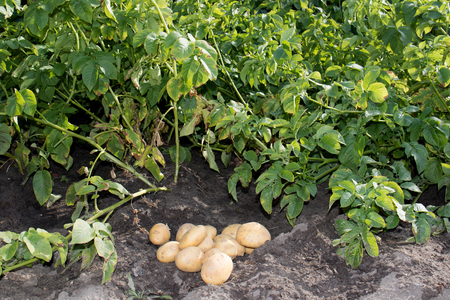 Potatoes lying in front of some potato plantsの写真素材