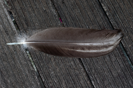 feather of an andes conder on a weathered ground photographed in close up and macroの写真素材