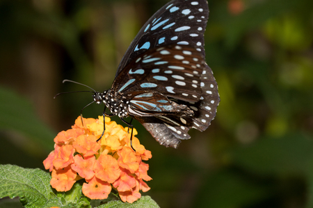 A blue speckled butterfly on an orange blossom photographed in a tropical glasshouse with macro lensの写真素材