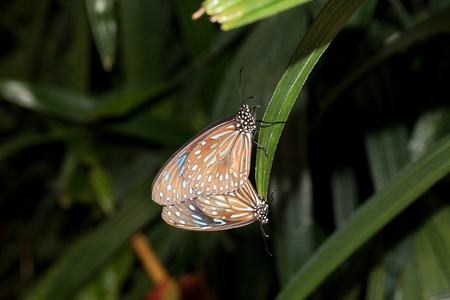 Two colorful butterflies become one photographed in a tropical glasshouse with macro lens