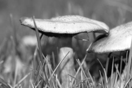 Side view on a lawn on a lawn in Niederlangen Emsland. Germany. Photographed in black and white on a rainy autumn dayの写真素材