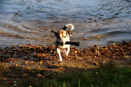 front view on a tri color jack russel terrier running out of the sea with a toy in his snout at meppen emsland germany photographed in multi color during a walk in the natureの写真素材