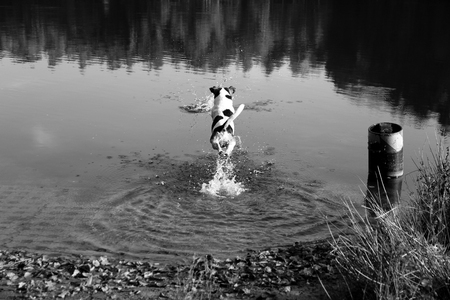 View on a russell terrier jumping in the sea at meppen emsland germany photographed in black and white during a walk in the natureの写真素材