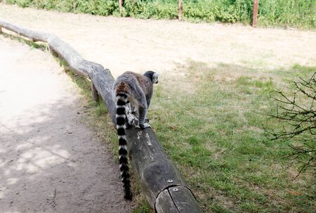 A katta running on a wooden beam at the zoo in germany photographed during a walk through the zoo in...