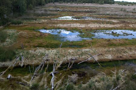 Closer view on a moor with water puddles on the moor in Herzlake Emsland Germany photographed on a...