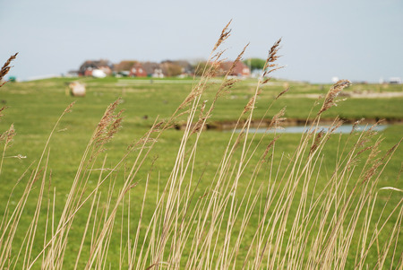 Hallig Hooge Germany The Halligen Singular Hallig Are - 