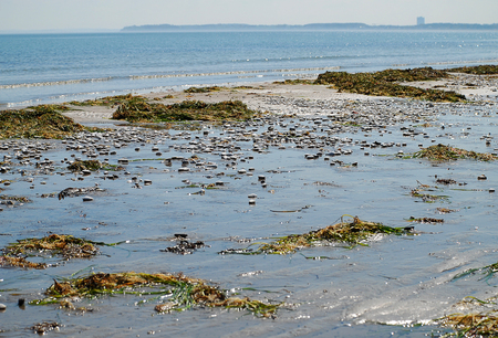 Seaweed and shells at the beach of Scharbeutz, Germanyの写真素材