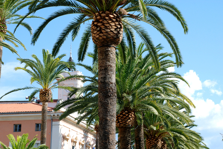 Palm trees in Ajaccio, Corsica, Franceの写真素材