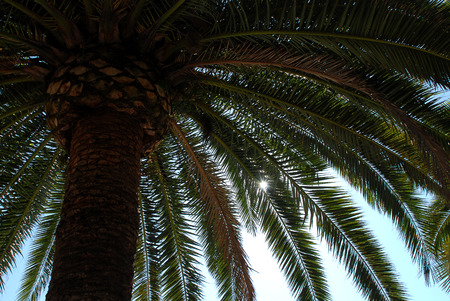 Palm tree in Ajaccio, Corsica, Franceの写真素材