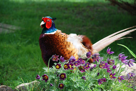 The common pheasant (Phasianus colchicus) is a bird in the pheasant family (Phasianidae)の写真素材