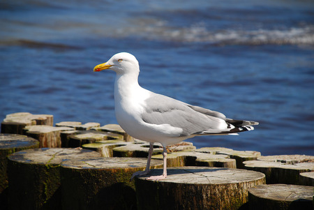 Seagulls at the Baltic Sea, Germany, sitting on groynesの写真素材