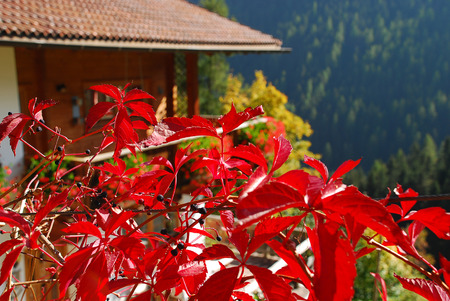 Autumnal leaves in the Ultental Valley  (German: Ultental or Ulten, Italian: Val d'Ultimo), South Tyrol, Italy.の写真素材