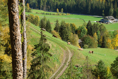 Hiking path in the Ultental Valley  (German: Ultental or Ulten, Italian: Val d'Ultimo), South Tyrol, Italyの写真素材
